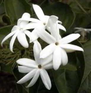 Jasminum sambac