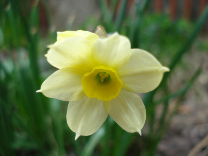 Narcissus Minnow (2011, April 10)