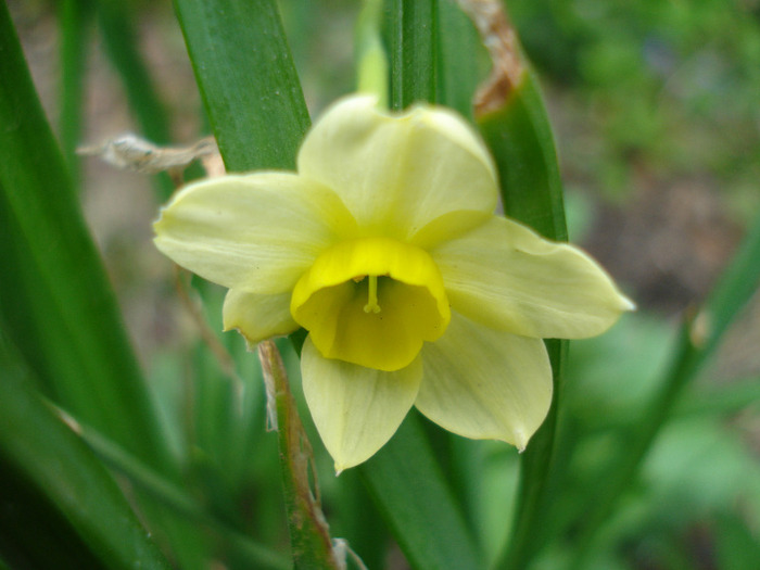 Narcissus Minnow (2011, April 12) - Narcissus Minnow