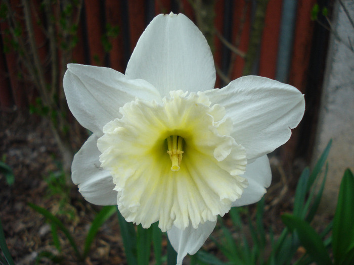 Narcissus Ice Follies (2011, April 10)