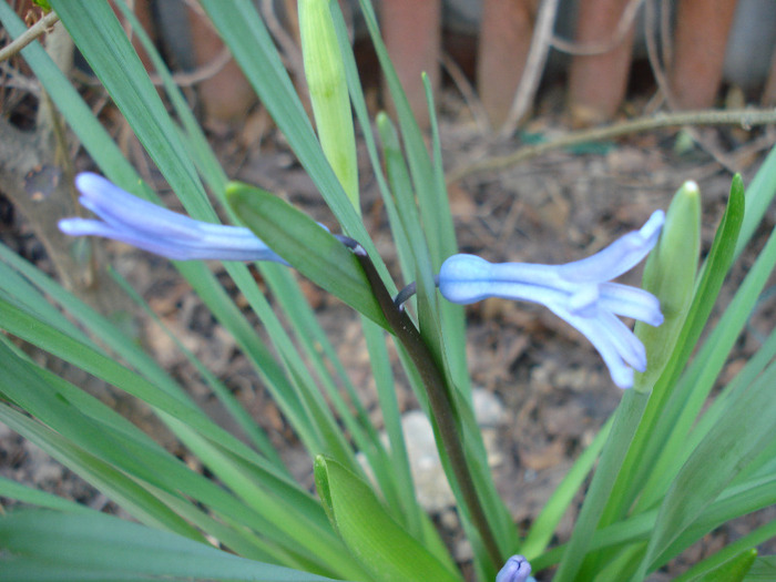 Hyacinth multiflora Blue (2011, April 05) - Hyacinth multiflora Blue