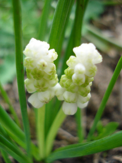 White Grape Hyacinth (2011, April 08) - Muscari Album