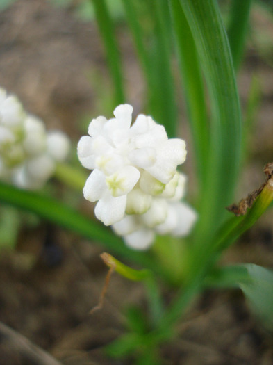 Muscari botryoides Album (2011, Apr.11)