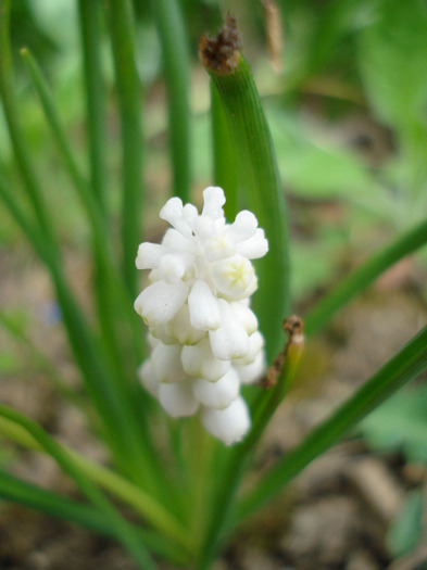 Muscari botryoides Album (2011, Apr.12) - Muscari Album