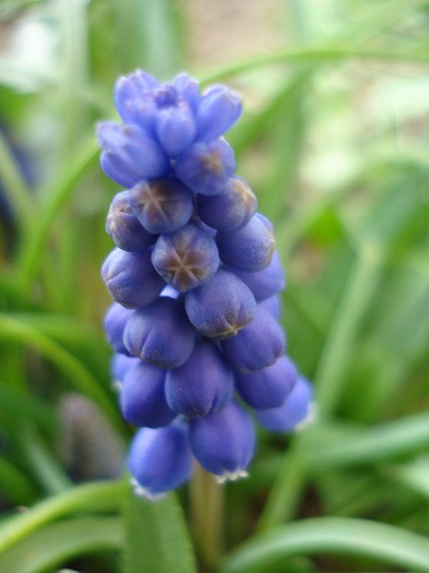 Muscari armeniacum (2011, April 04) - Muscari Armeniacum