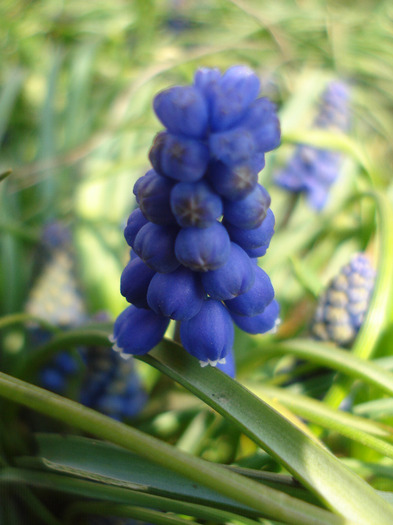 Muscari armeniacum (2011, April 05)