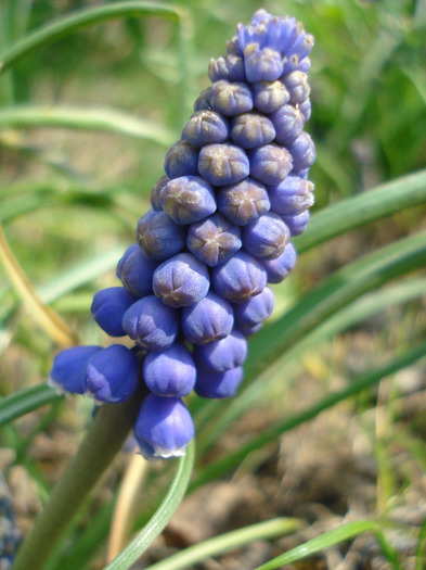 Muscari armeniacum (2011, April 05)