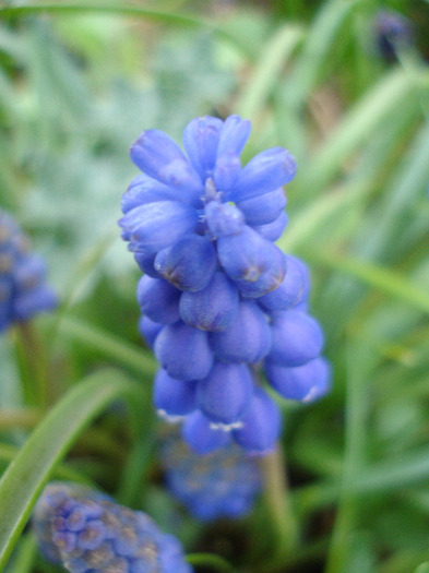 Muscari armeniacum (2011, April 07) - Muscari Armeniacum