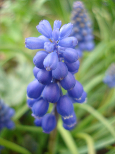 Muscari armeniacum (2011, April 08)