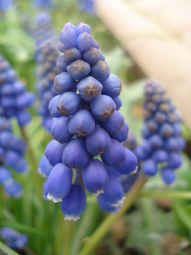 Muscari armeniacum (2011, April 08)