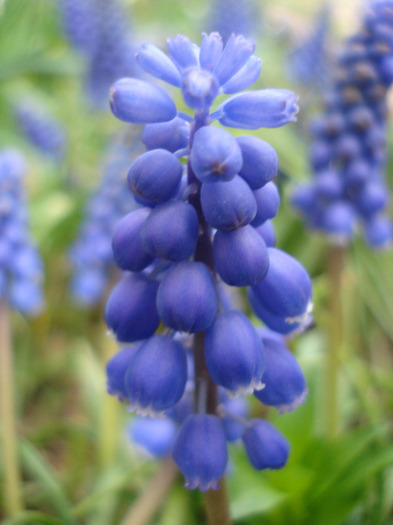 Muscari armeniacum (2011, April 08)