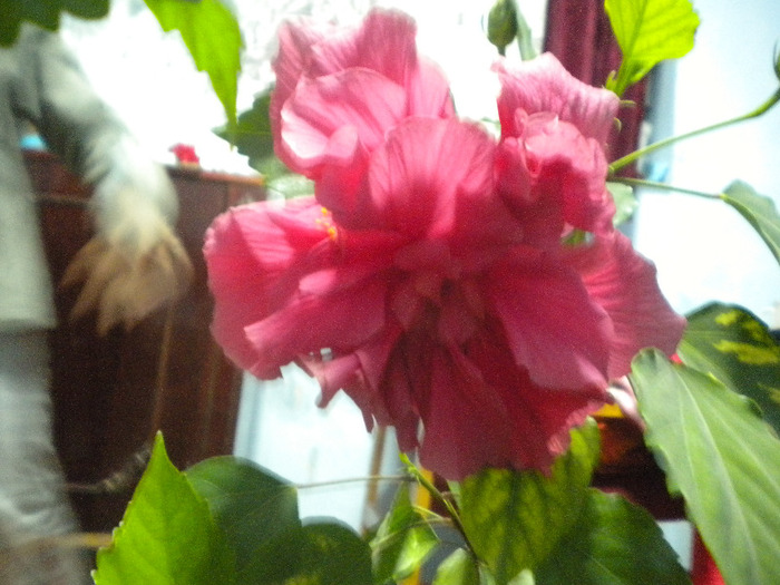 hibiscus roz - flori din gradina casei mele MAR-APR 2011