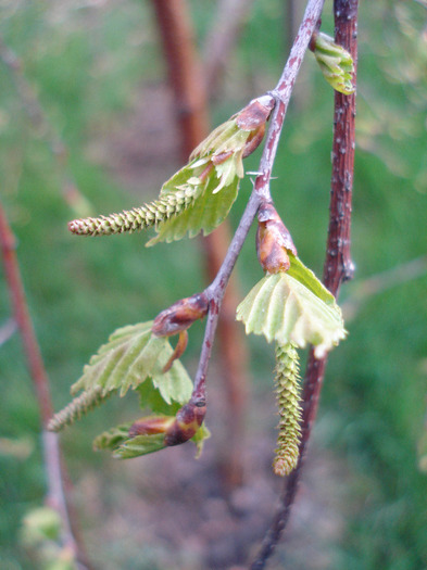 Young's Weeping Birch (2011, Apr.13) - Betula pendula Youngii