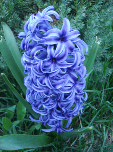 Hyacinth Blue Jacket (2011, April 12) - Hyacinth Blue Jacket