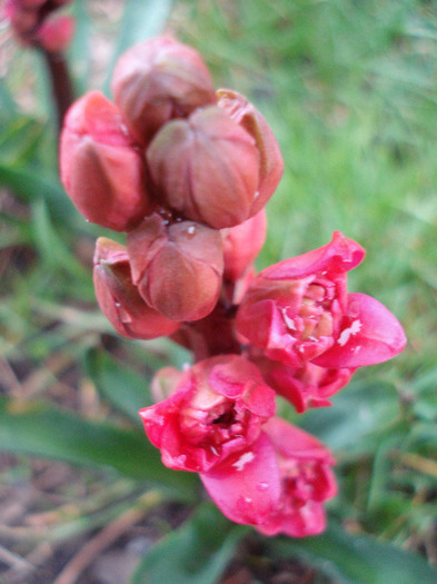 Hyacinthus Hollyhock (2011, April 13) Hyacinthus Hollyhock (2011, April 13)