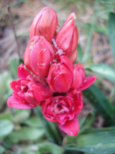 Hyacinthus Hollyhock (2011, April 13) - Hyacinth Hollyhock