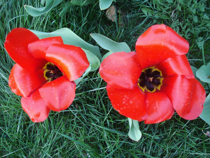 Tulipa Madame Lefeber (2011, April 12) - Tulipa Madame Lefeber