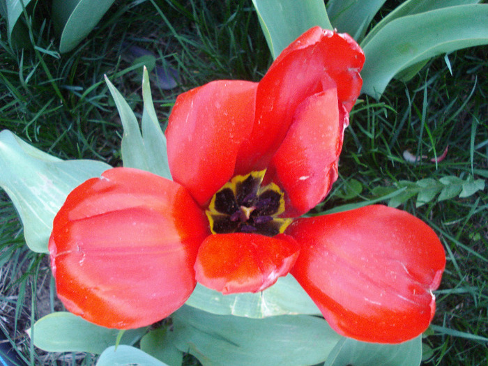 Tulipa Madame Lefeber (2011, April 12) - Tulipa Madame Lefeber