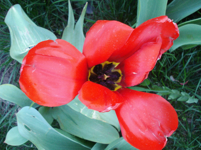 Tulipa Madame Lefeber (2011, April 12) - Tulipa Madame Lefeber