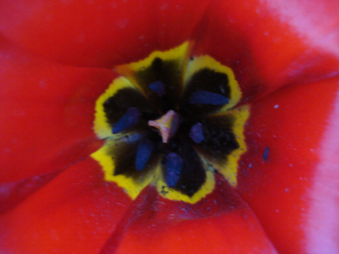 Tulipa Madame Lefeber (2011, April 12) - Tulipa Madame Lefeber