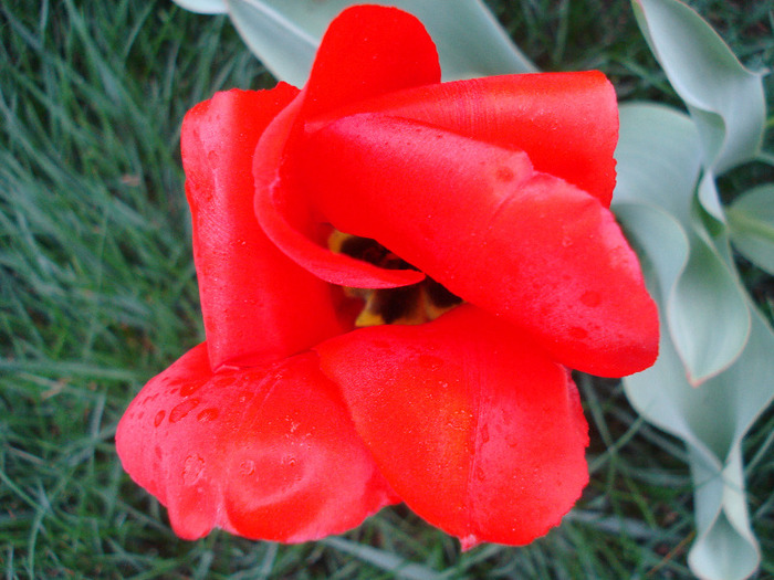 Tulipa Madame Lefeber (2011, April 13)