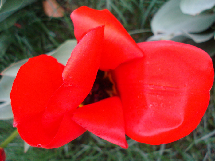 Tulipa Madame Lefeber (2011, April 13)
