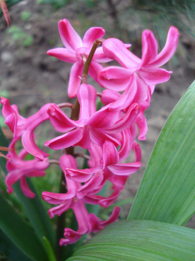 Hyacinth Jan Bos (2011, April 13)