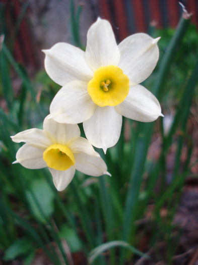 Narcissus Minnow (2011, April 13)