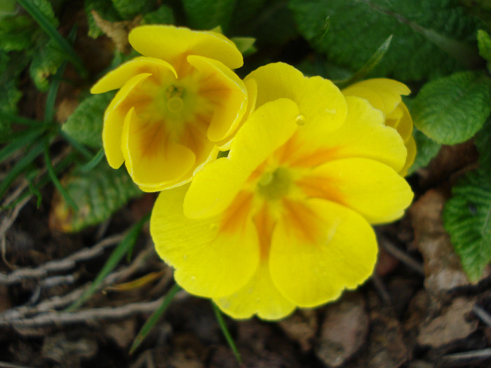 Yellow Primula (2011, April 08) - PRIMULA Acaulis