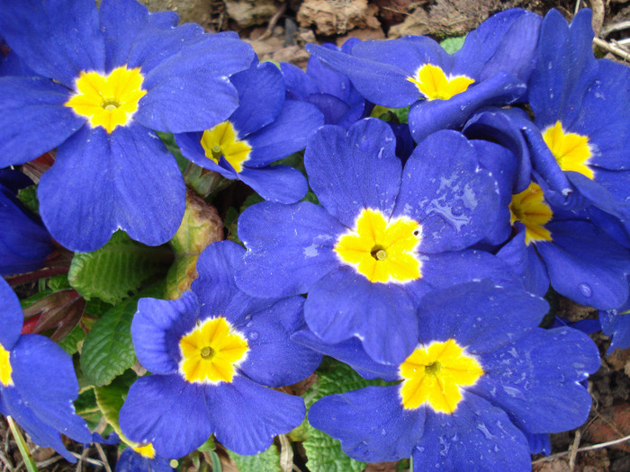 Blue Primula (2011, April 08) - PRIMULA Acaulis