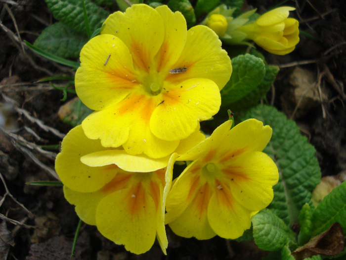 Yellow Primula (2011, April 10) - PRIMULA Acaulis