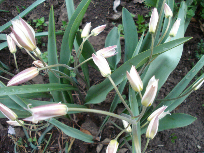 Tulipa Turkestanica (2011, April 13)