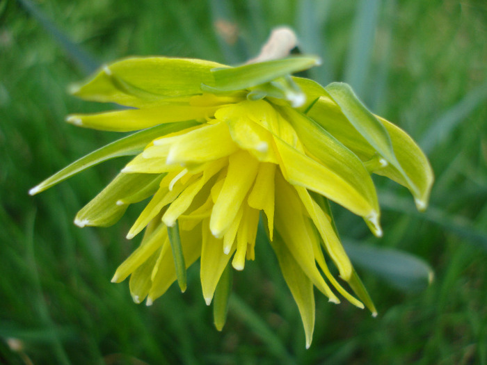 Daffodil Rip van Winkle (2011, April 04) - Narcissus Rip van Winkle