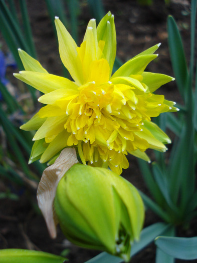 Daffodil Rip van Winkle (2011, April 07)