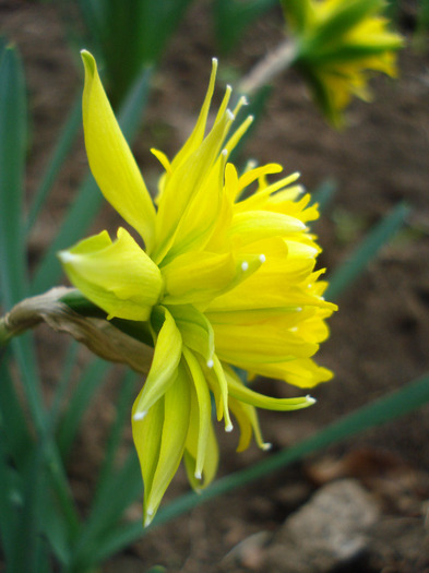 Daffodil Rip van Winkle (2011, April 08) - Narcissus Rip van Winkle