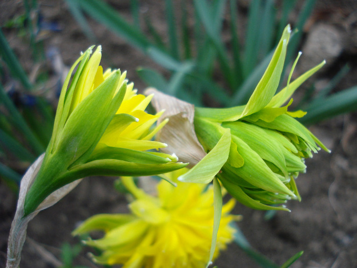 Daffodil Rip van Winkle (2011, April 10) - Narcissus Rip van Winkle
