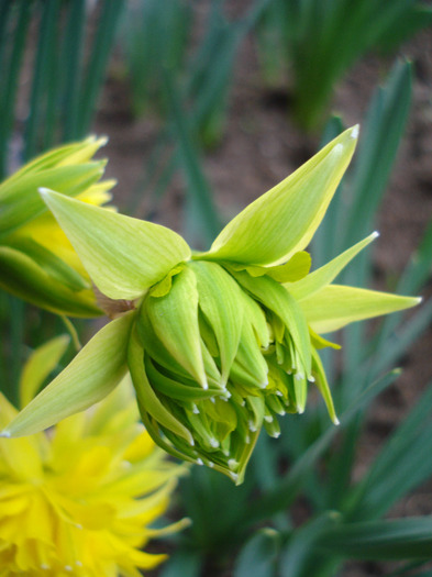 Daffodil Rip van Winkle (2011, April 10) - Narcissus Rip van Winkle