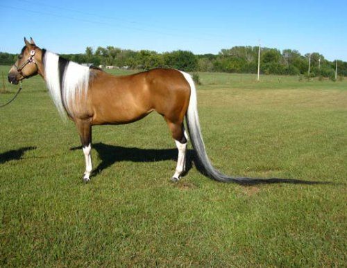 calul-cu-cea-mai-lunga-coada-din-lume