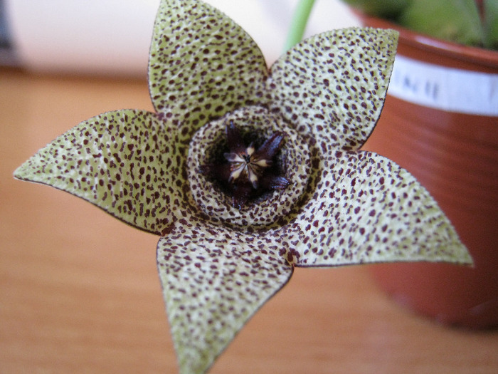 Orbea Pulchella (6)