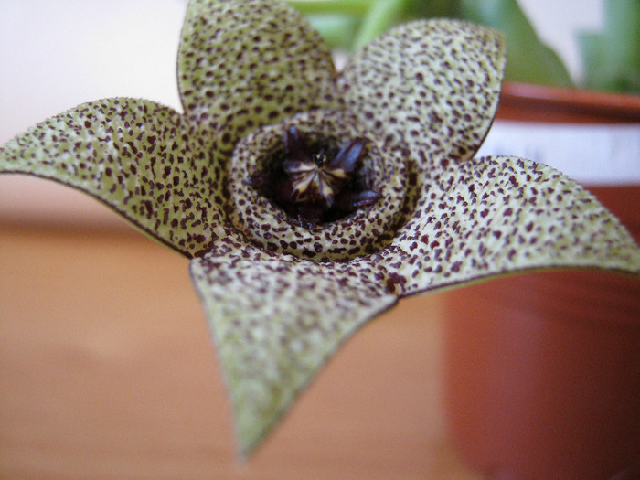 Orbea Pulchella (8)