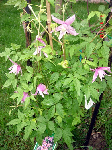 Markhams Pink - CLEMATITE