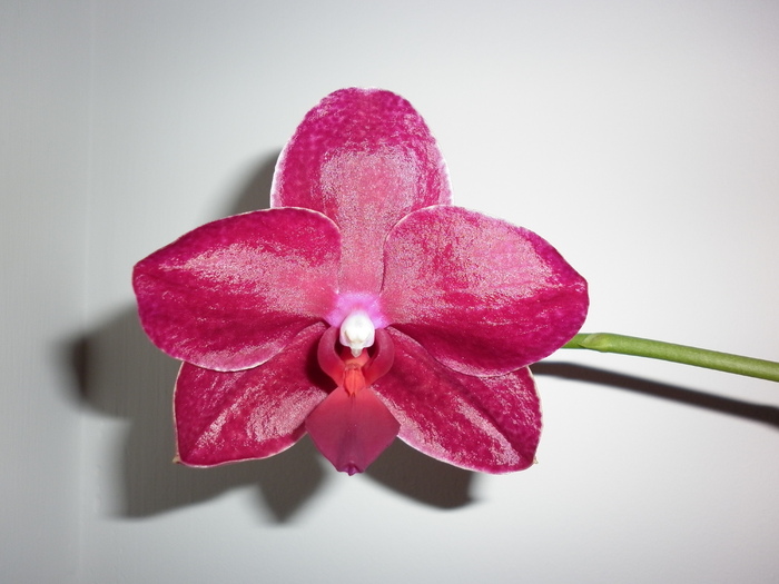 13.04.11 - Phalaenopsis