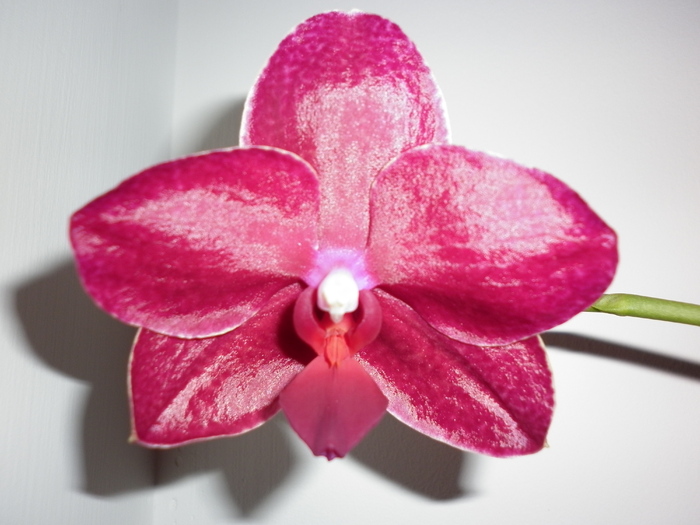 13.04.11 - Phalaenopsis