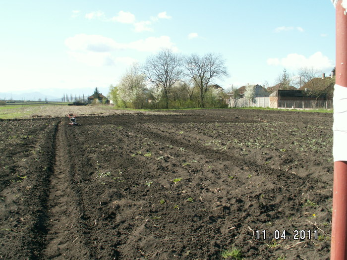 terenul pentru plantat bulbi - plantare bulbi de tuberoze 2011