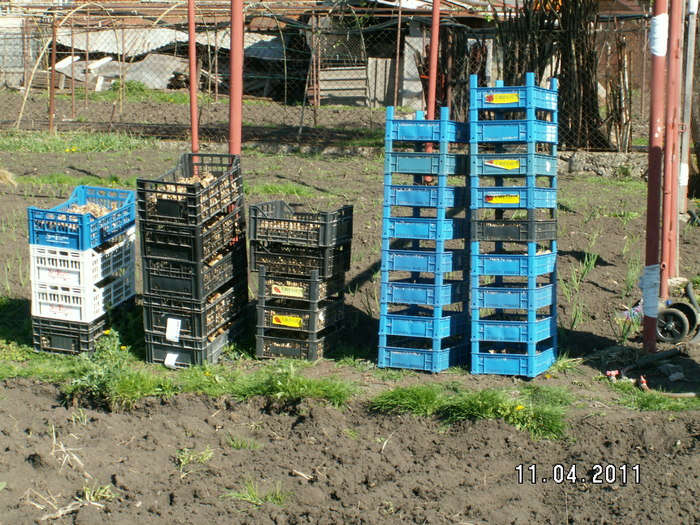 ladite cu bulbi - plantare bulbi de tuberoze 2011