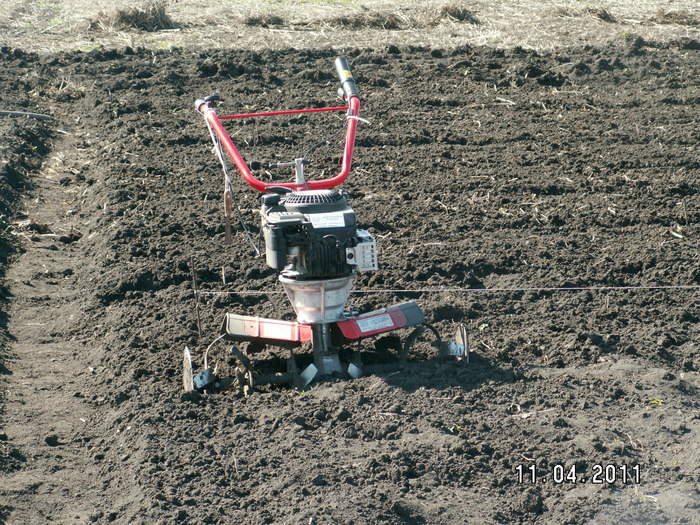 ajutorul de nadejde - plantare bulbi de tuberoze 2011