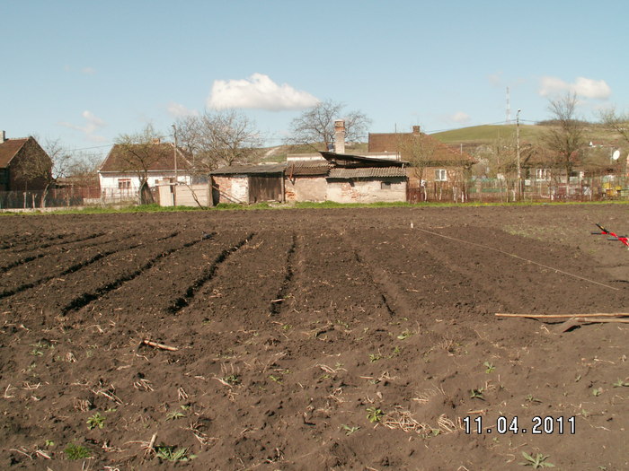 straturi pentru plantat bulbi - plantare bulbi de tuberoze 2011