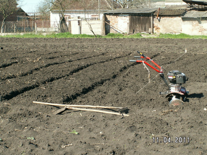 straturi pentru plantat bulbi - plantare bulbi de tuberoze 2011