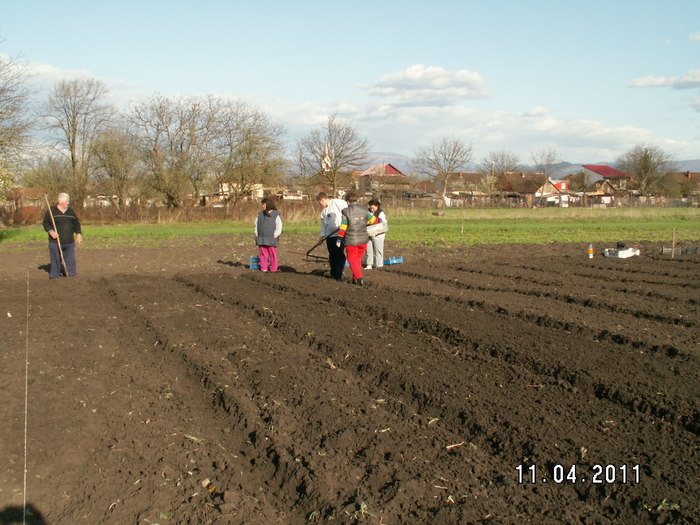 plantarea bulbilor - plantare bulbi de tuberoze 2011