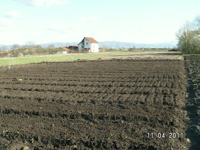 straturi pregatite pentru plantat - plantare bulbi de tuberoze 2011